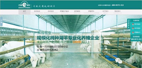輝煌牧業(yè)湖羊養(yǎng)殖、湖羊批發(fā)營銷型網(wǎng)站首頁