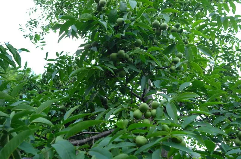 中溝核桃